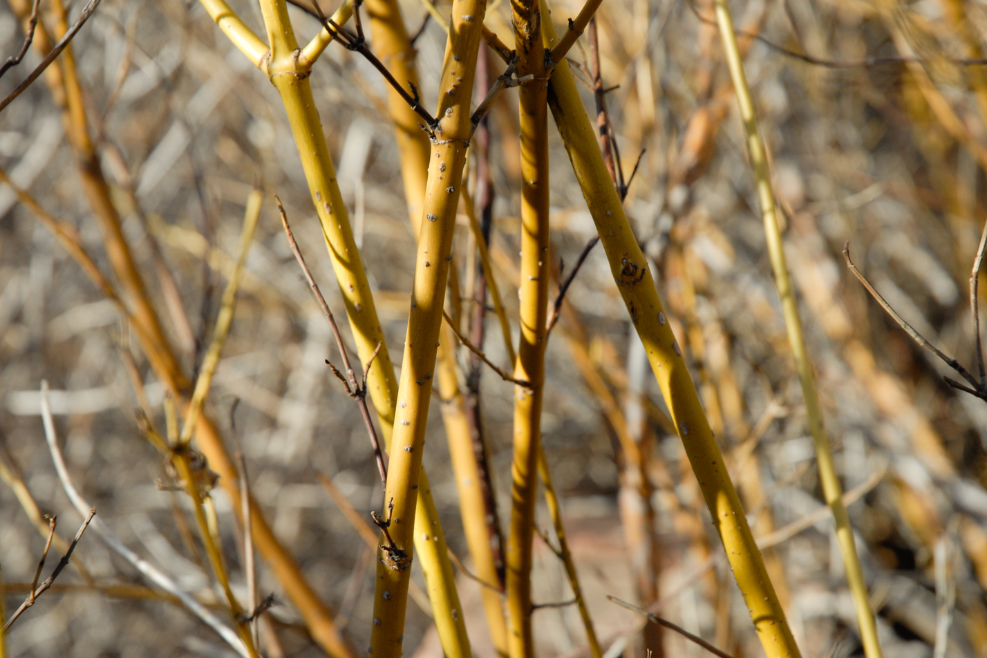 Yellow Twig Dogwood